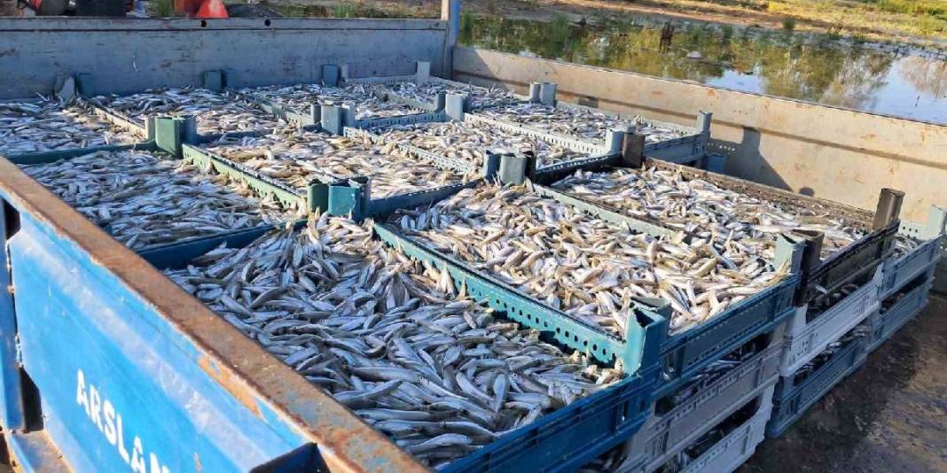 İznik Gölü’nde sezon bereketiyle başladı: Tek seferde 2 ton yakaladılar 2